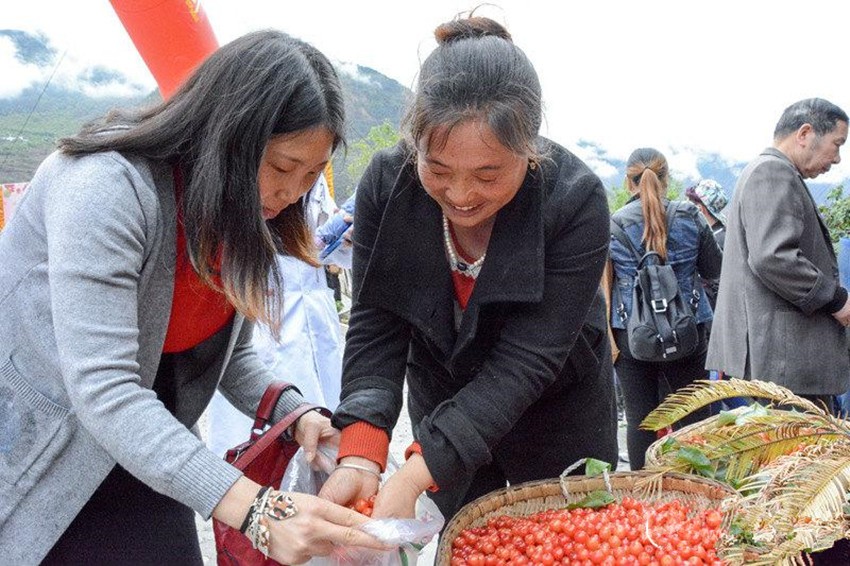 櫻桃紅了，老百姓笑了