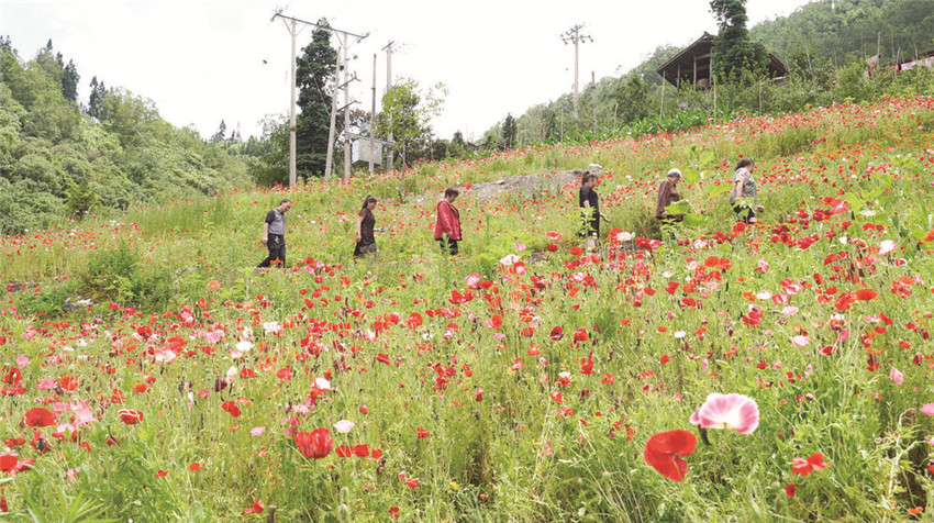 置身花海.jpg 置身花海.jpg