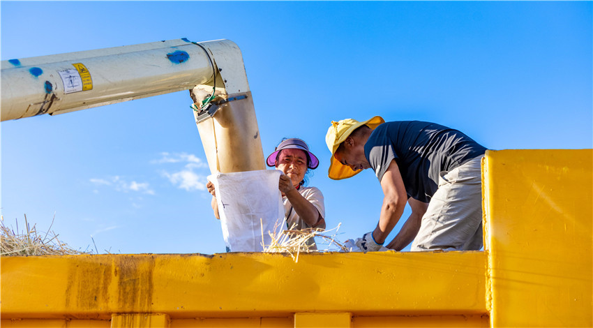 收青稞.jpg 收青稞.jpg