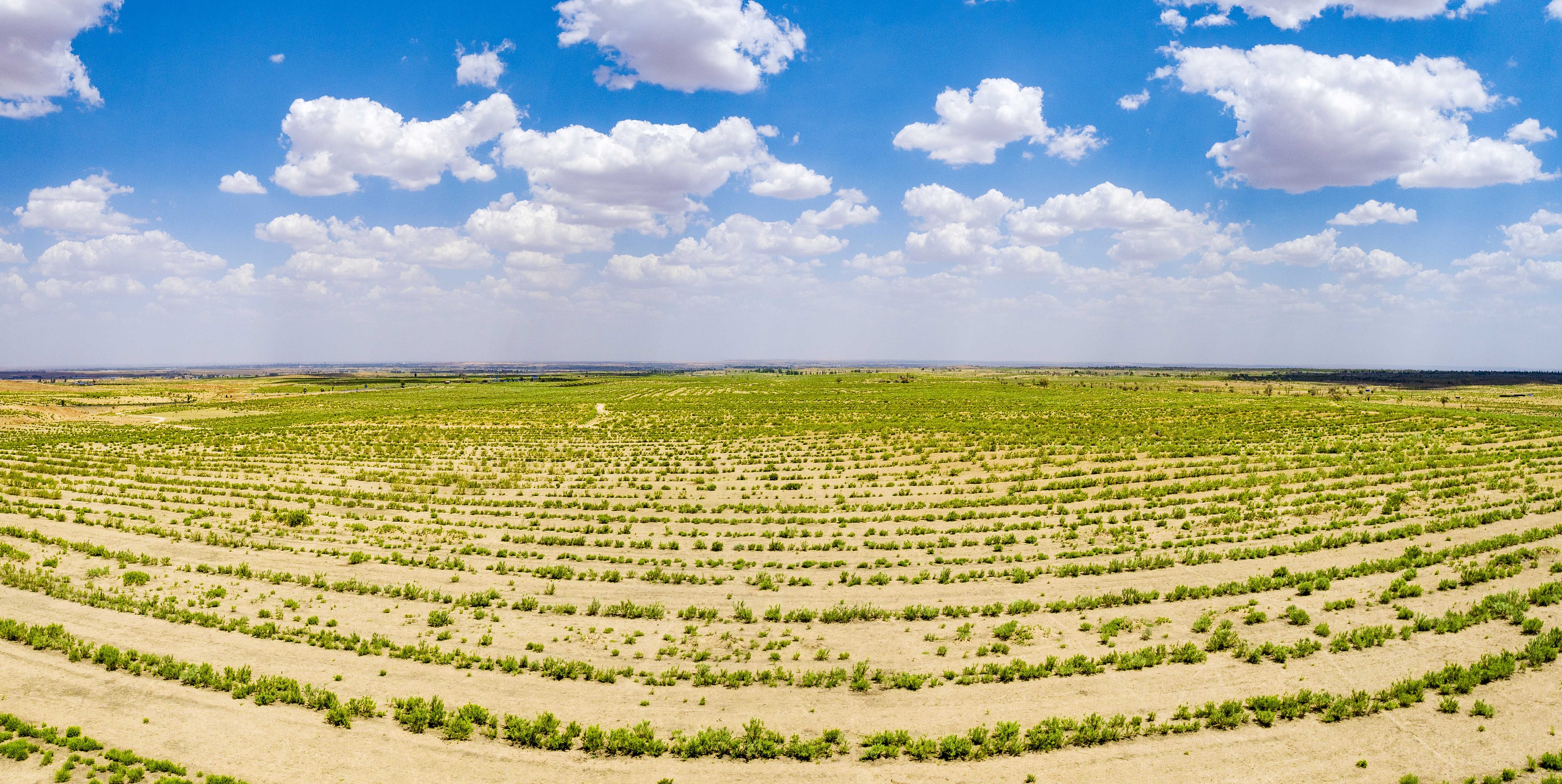 2023年6月7日，內(nèi)蒙古鄂爾多斯，毛烏素沙漠。