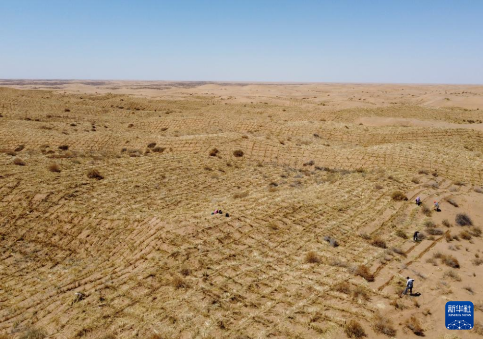 2024年4月10日，群眾在古浪縣八步沙林場(chǎng)麻黃塘沙區(qū)用草方格壓沙。新華社發(fā)（無人機(jī)照片）
