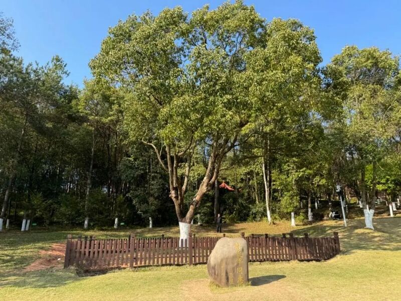 習(xí)近平同志為福建省長汀縣水土保持科教園捐種的香樟樹。圖源：學(xué)習(xí)時報